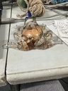 Clear Resin Frog with Shells & Crab Embedded