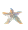 Pastel Shoreline Resin Starfish