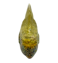 Rainbow Bubble Bliss Resin Sunfish 