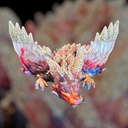 Aurora Winged Guardian Winged Dragon 