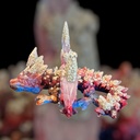 Aurora Winged Guardian Winged Dragon 