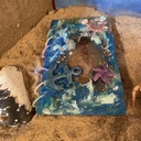 Ocean Notebook