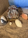 Minerals 3D Coaster Set with Tray
