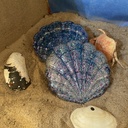 Amazing Silver, Blue & Purple Scallop Shell Resin Storage Dish