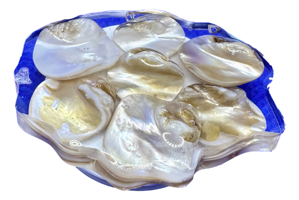 Pearl Shells Phone Grip