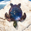 Purple Chrome Resin Sea Turtle  (copy)